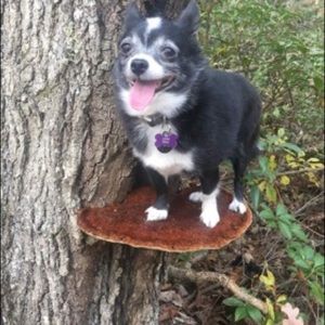 Meet your Posher, Brynn